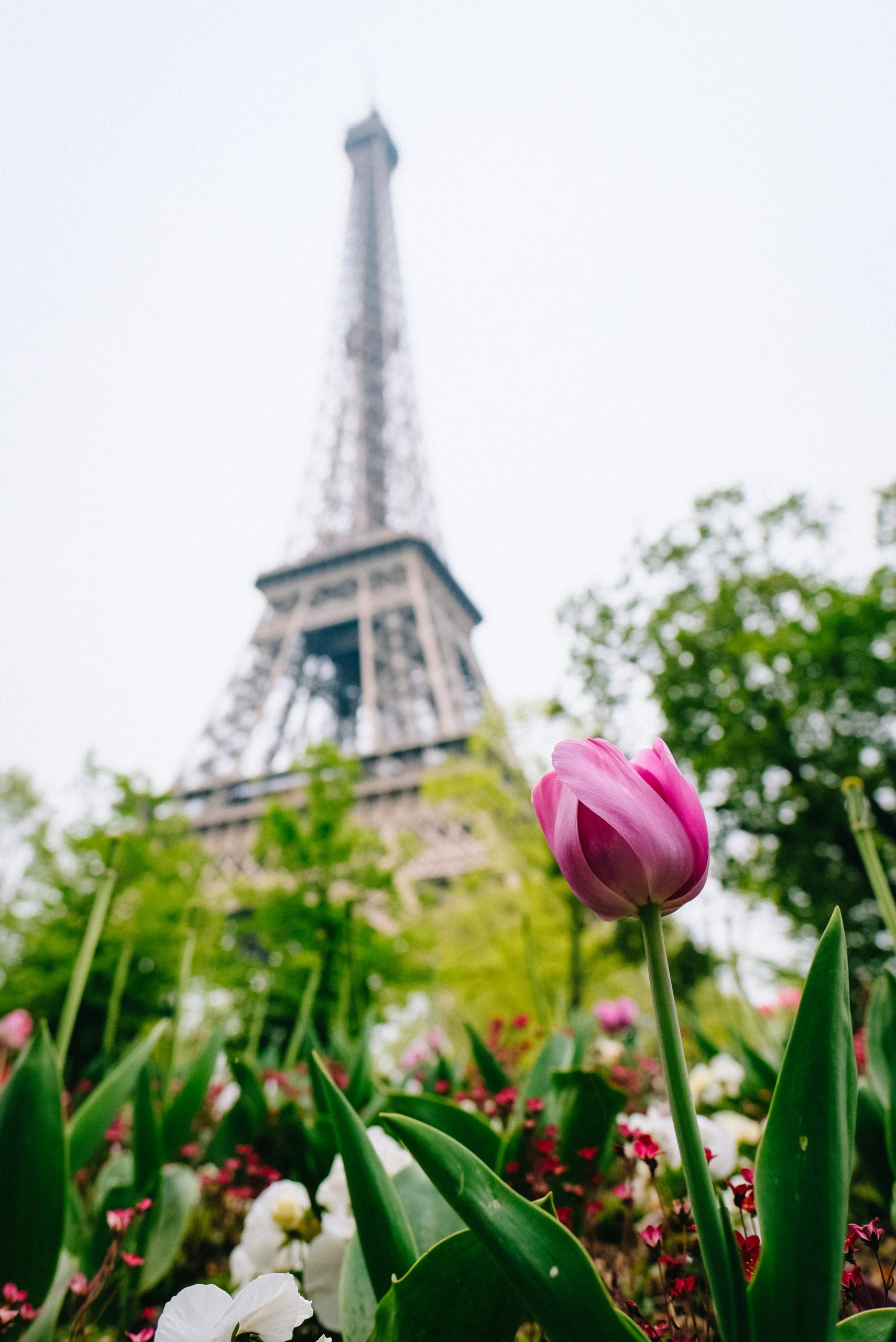 Paris in Springtime