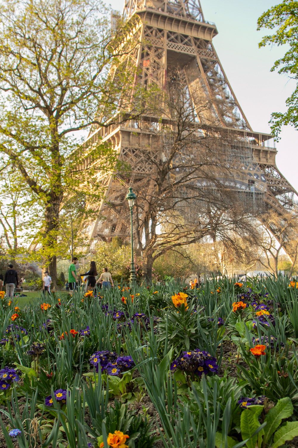 Eiffel Tower and orange flowers
