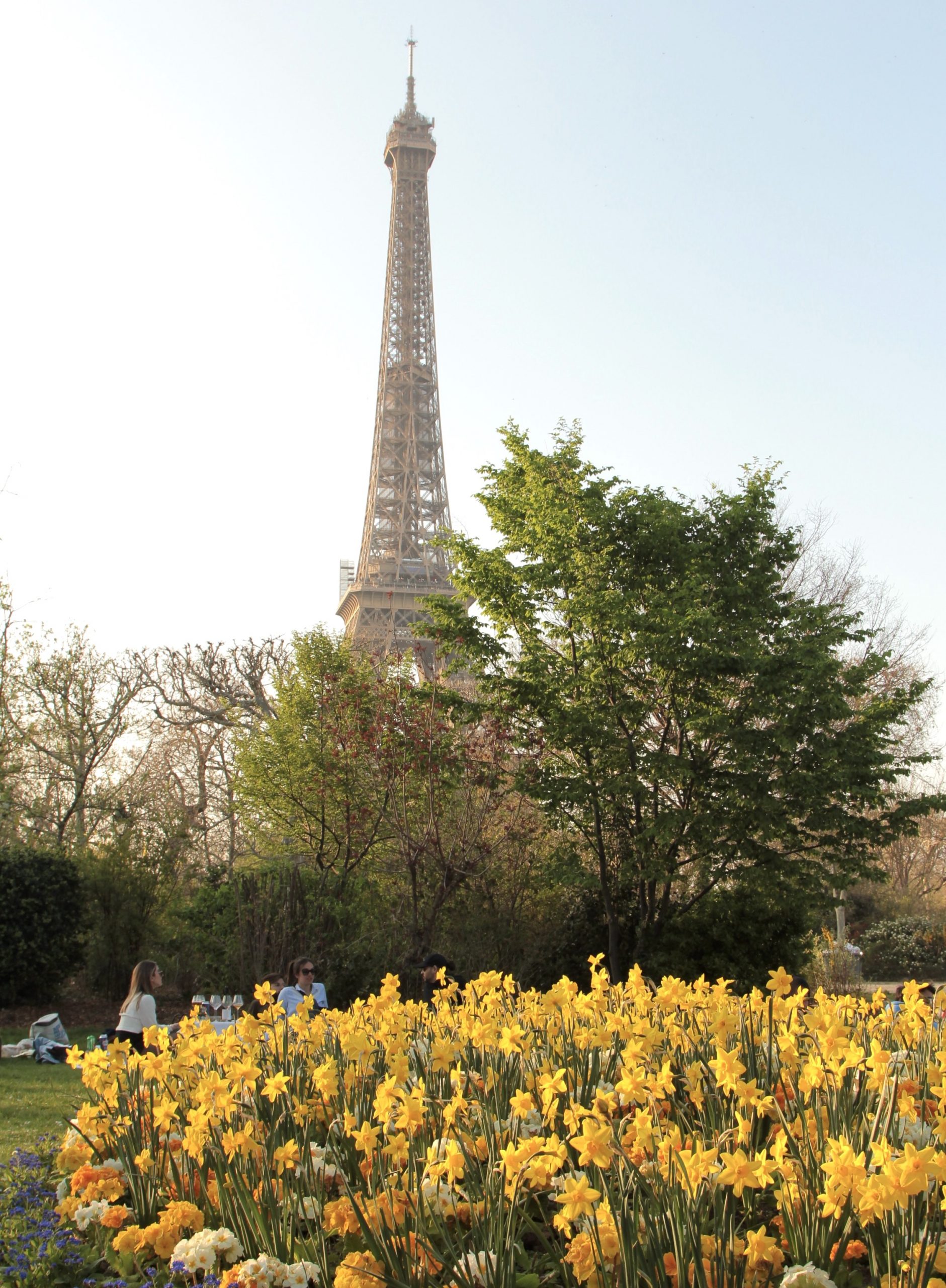Eiffel Tower and tulips