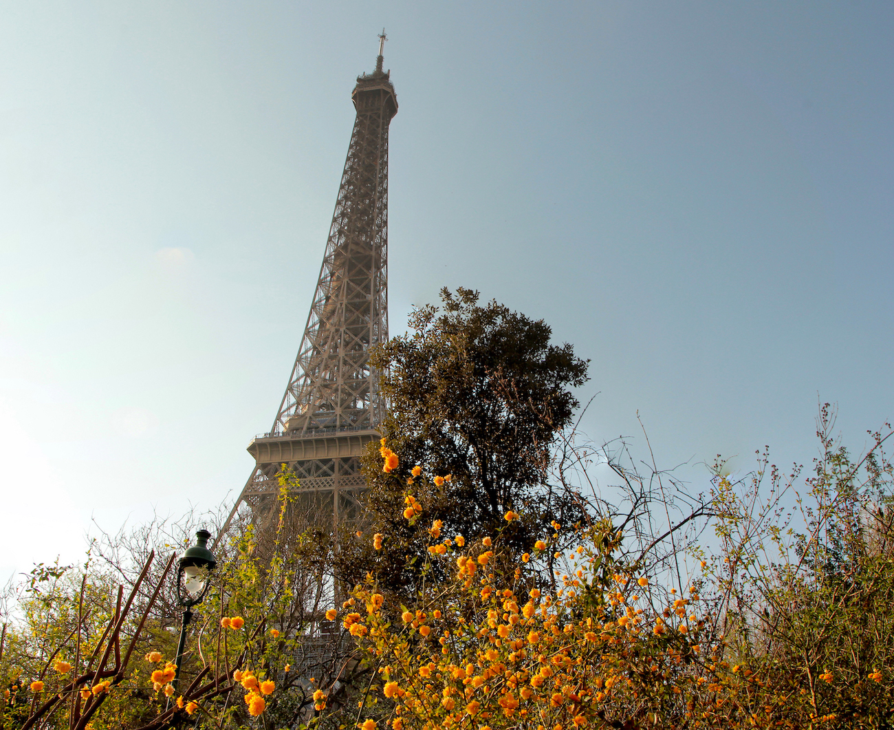 Tour Eiffel fleurs jaunes